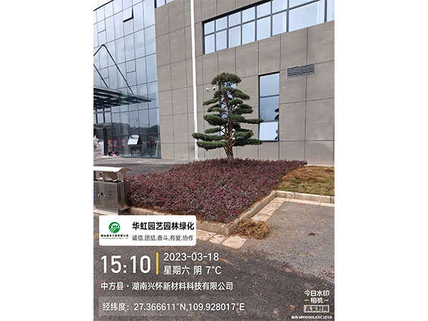 湖南興懷新材料有限公司綠化施工現(xiàn)場